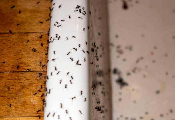 Best Cockroach Control Services  in Hapeville, GA