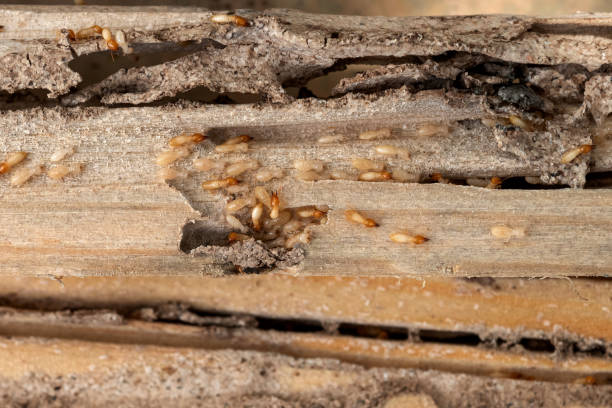 Best Local Pest Control Services  in Hapeville, GA